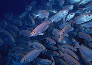 別府温泉 竹と椿のお宿 花べっぷ – 心温まるひとときを提供する宿泊施設